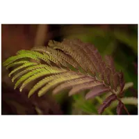 Pflanzen Für Dich Albizia julibrissin 'Summer Chocolate', Seidenbaum, dunkelrot,