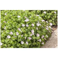 Pflanzen Für Dich Geranium sanguineum 'Apfelblüte', p 0,5