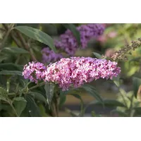 Pflanzen Für Dich Buddleja Davidii Schmetterlingsstrauch Fascination 40-60 cm