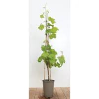 Pflanzen Für Dich Vitis Vinifera Isabella Weinrebe 80–100 cm