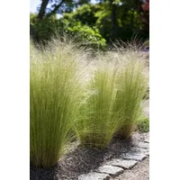 Pflanzen-für-dich.de Stipa tenuissima Ponytails C2