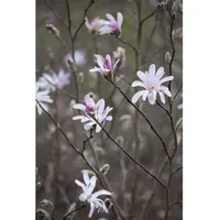 Pflanzen Für Dich Magnolia soulangiana, Tulpen-Magnolie, 60–80 cm