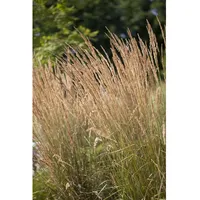 Pflanzen-für-dich.de Calamagrostis x acutiflora 'Karl Foerster', Reitgras, ca. 9x9
