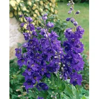 Pflanzen Für Dich Delphinium Pacific Black Knight Rittersporn Ca.