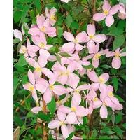 Pflanzen-für-dich.de Clematis montana Fragant Spring' Berg-Waldrebe Rosa 40–60 cm