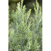 Pflanzen Für Dich Chamaecyparis Lawsoniana Ellwoodii Blaue Scheinzypresse 30–40