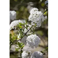 Pflanzen-für-dich.de Viburnum burkwoodii Duft-Schneeball 40–60 cm