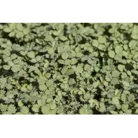 Pflanzen Für Dich Acaena buchananii, Silberstachelnüsschen, ca. 9x9 cm