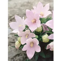 Pflanzen Für Dich Platycodon grandiflorus 'Fuji Pink' Ballonblume, ca.