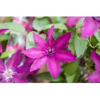 Pflanzen Für Dich Clematis Hybride Ernest Markham Klematis Purpurrot