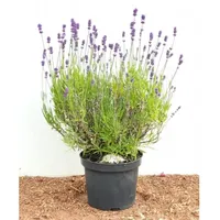 Pflanzen-für-dich.de Lavandula angustifolia, Echter Lavendel, 2 Liter Container