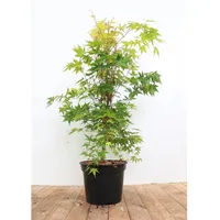 Pflanzen Für Dich Acer palmatum 'Sangokaku', Japanischer Ahorn, leuchtend