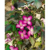 Pflanzen-für-dich.de Clematis montana Freda Berg-Waldrebe Rosa Blüten 60–100 cm