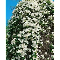 Pflanzen-für-dich.de Clematis montana Grandiflora Berg-Waldrebe Weiß 40–60 cm