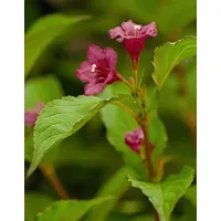 Pflanzen-für-dich.de - Weigela 'Bristol Ruby' 3L 40- 60