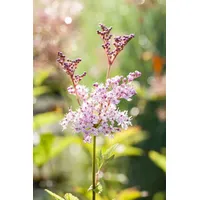 Pflanzen Für Dich Filipendula Rubra Venusta Prächtige Wiesenraute Ca.