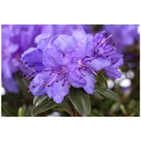 Pflanzen Für Dich Rhododendron impeditum Saint Merryn', Zwerg-Rhododendron, blauviolett,