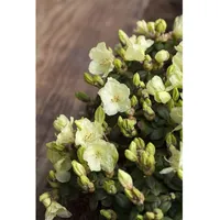 Pflanzen Für Dich Rhododendron ludlowii 'Wren', gelb, 20–25 cm