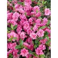 Pflanzen Für Dich Rhododendron obtusum 'Rosebud', Azalee, rosa Blüten,