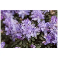 Pflanzen Für Dich Rhododendron impeditum, Zwerg-Rhododendron, lila, 25–30 cm