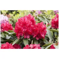 Pflanzen Für Dich Rhododendron Hybr. 'Lagerfeuer', leuchtend rot, 30–40