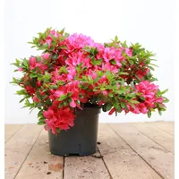 Pflanzen Für Dich Rhododendron obtusum 'Kermesina', Azalee, karmesinrot, 20–25