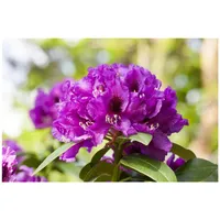 Pflanzen Für Dich Rhododendron Hybr. 'Rasputin', INKARHO, dunkelviolett, 30–40