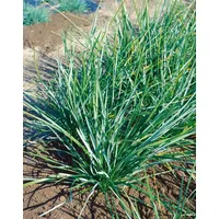 Pflanzen Für Dich Sesleria heufleriana, Blaugras, ca. 9x9 cm