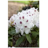 Pflanzen Für Dich Rhododendron Hybr. 'Schneebukett', weiß, 30–40 cm