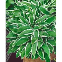 Pflanzen Für Dich Hosta Sieboldii Ginko Craig Funkie Ca.