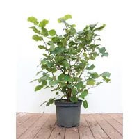Pflanzen Für Dich Corylus avellana, Haselnuss, 40–60