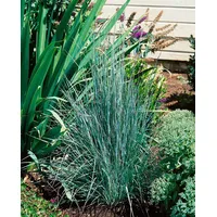 Pflanzen Für Dich Schizachyrium scoparium, Präriegras, ca. 9x9 cm