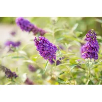 Pflanzen Für Dich Buddleja Buzz Midnight Schmetterlingsstrauch 40-60 cm
