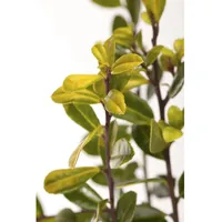 Pflanzen Für Dich Ilex crenata 'Golden Gem', Japanische Stechpalme,