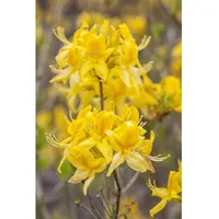 Pflanzen Für Dich Rhododendron luteum, Gelber Azalee, duftend, 40–50