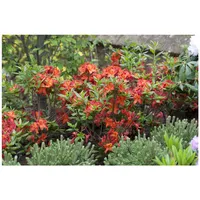 Pflanzen Für Dich Rhododendron luteum 'Parkfeuer', gelb-orange, 40–50 cm
