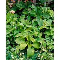 Pflanzen Für Dich Hosta Sieboldiana August Moon Funkie Ca.
