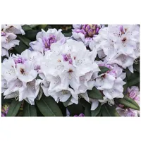 Pflanzen Für Dich Rhododendron Hybr. 'Bismarck', Rhododendron, rosa, 30–40
