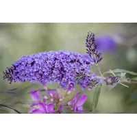 Pflanzen Für Dich Buddleja Davidii Schmetterlingsstrauch Ile De France