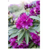 Pflanzen Für Dich Rhododendron Hybr. 'Old Port', Rhododendron, purpurrot,