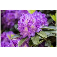 Pflanzen Für Dich Rhododendron Hybr. 'Effner', Rhododendron, 30–40 cm,