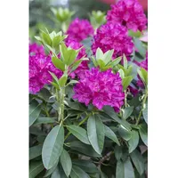 Pflanzen Für Dich Rhododendron Hybr. 'Renata', Rhododendron, rot, 30–40