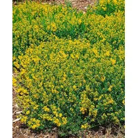 Pflanzen Für Dich Genista Tinctoria Färberginster Plena 20-30 cm