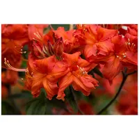 Pflanzen Für Dich Rhododendron luteum 'Balzac', gelb, 40–50 cm