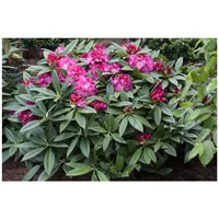 Pflanzen Für Dich Rhododendron Hybr. 'Berliner Liebe', rosa Blüten,