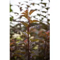Pflanzen Für Dich Physocarpus opulifolius 'Amber Jubilee', Blasenspiere, 60–80