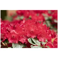 Pflanzen Für Dich Rhododendron williamsianum 'Tromba', rosa Blüten, 40–50