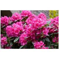 Pflanzen Für Dich Rhododendron Hybr. 'Dr. H. C. Dresselhuys',