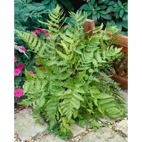 Pflanzen Für Dich Dryopteris goldiana, Goldschuppenfarn, ca. 9x9 cm