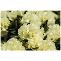 Pflanzen Für Dich Rhododendron Hybr. 'INKARHO-Dufthecke', gelb, 40-50 cm